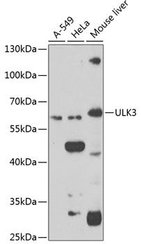 ULK3 antibody