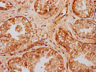 UMODL1 Antibody