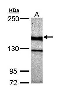 UNC13 (C. elegans)-like antibody