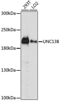 UNC13B antibody