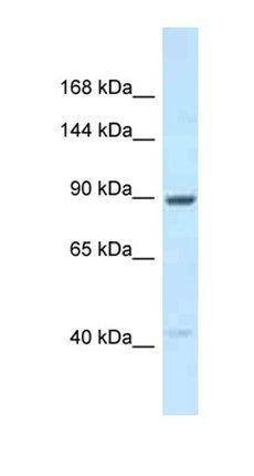 UNC45B antibody
