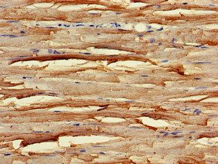 UNC45B Antibody