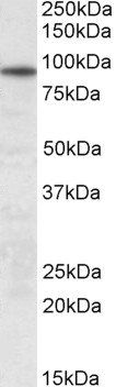 Goat anti-UNC45B Antibody