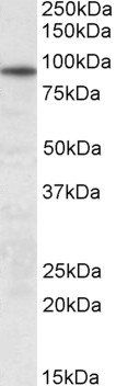 UNC45B antibody