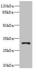 UNC50 antibody