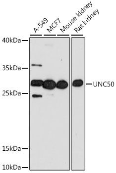 UNC50 antibody