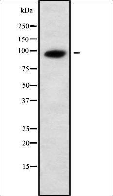 UNC5A antibody