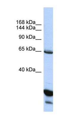 UNC5C antibody
