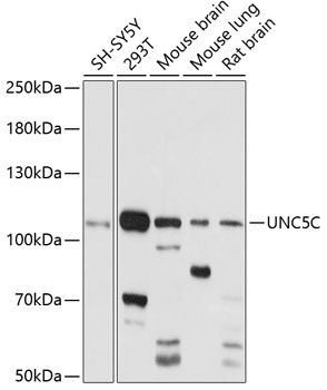 UNC5C antibody