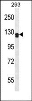 UNC5D antibody