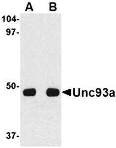 Unc93a Antibody