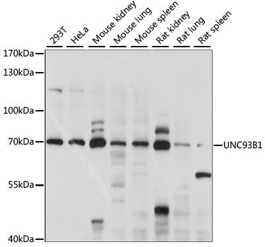 UNC93B1 antibody