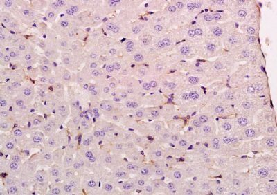 UNC93B Rabbit Polyclonal Antibody