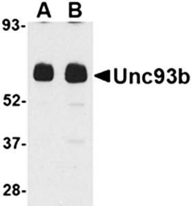 Unc93b Antibody
