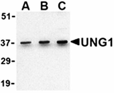 UNG1 Antibody