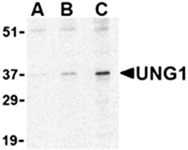 UNG1 Antibody