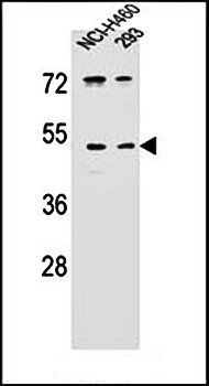 UNQ9391 antibody
