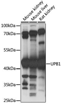 UPB1 antibody