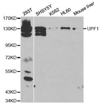 UPF1 antibody