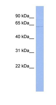 UPF3A antibody