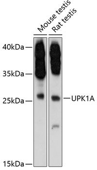 UPK1A antibody