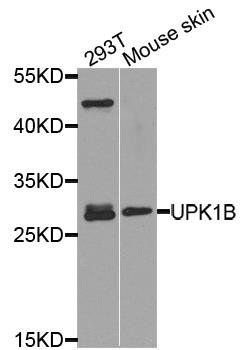 UPK1B antibody