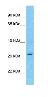 UPK3BL antibody