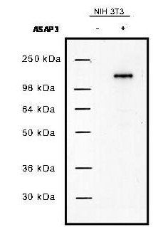 Uplc1/Asap3 antibody