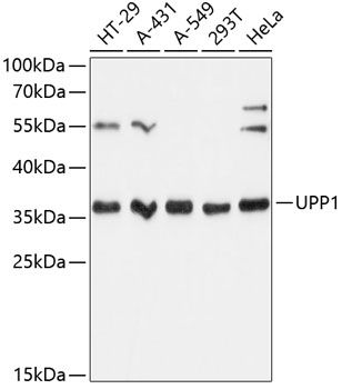 UPP1 antibody