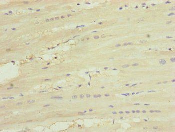 UQCC2 Antibody