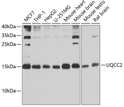 UQCC2 antibody