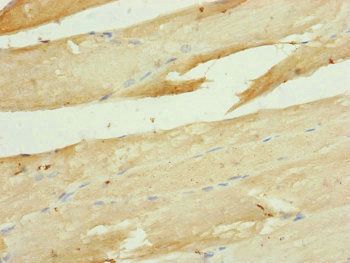 UQCR10 Antibody
