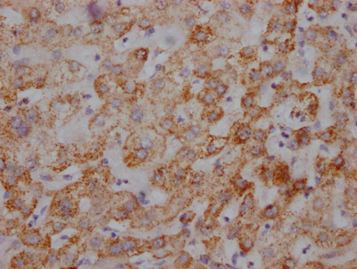 UQCRC2 Recombinant Monoclonal Antibody