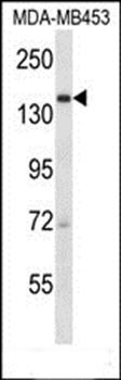 URB2 antibody