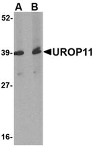 UROP11 Antibody