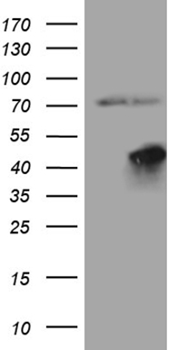 URP2 (FERMT3) antibody