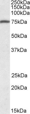 Goat anti-URP2 / kindlin-3 Antibody