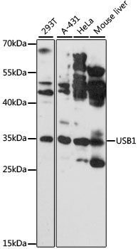 USB1 antibody