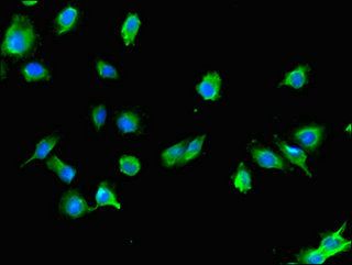 USE1 Antibody