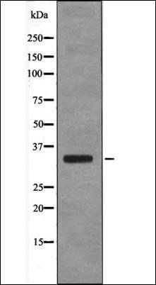 USF1 (Phospho-Thr153) antibody