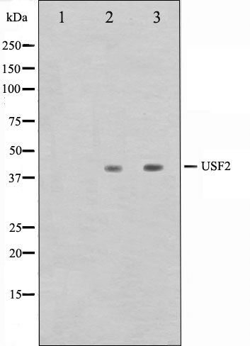 USF2 antibody