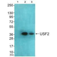 USF2 antibody