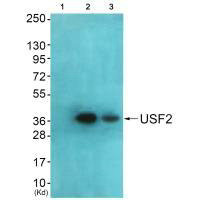 USF2 Antibody