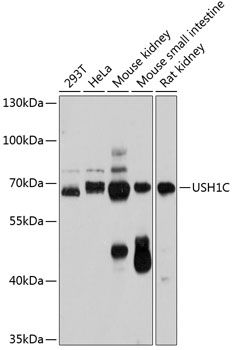USH1C antibody