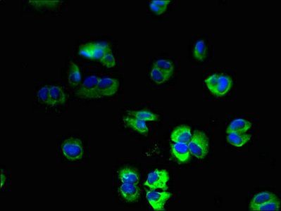 USMG5 antibody