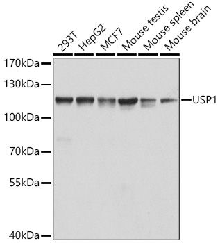 USP1 antibody