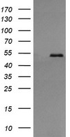USP10 Antibody