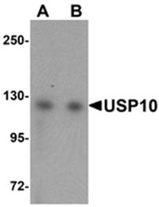 USP10 Antibody