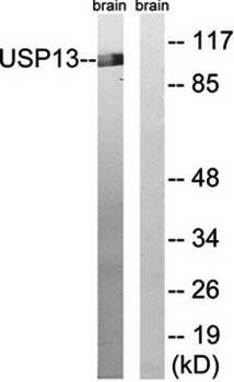 USP13 antibody