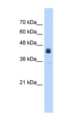 USP16 antibody